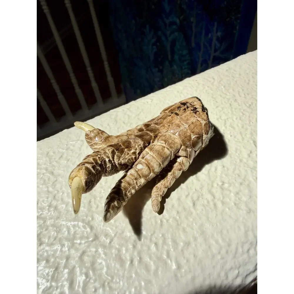 Alligator Foot - 3.5 x 2 in Oddities, Witch, Wiccan, Spells, Taxidermy, Reptile